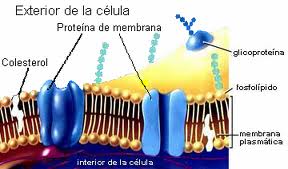 Colesterol membrana plasmática