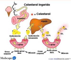 Destino de los quilomicrones