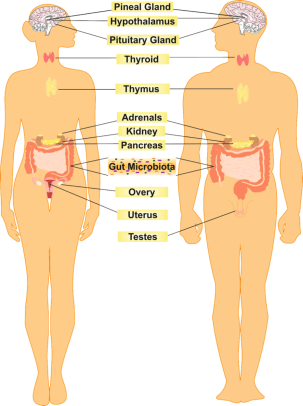 Gut microbiota endocrine organ