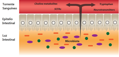 Absorción de metabolitos bacterianos