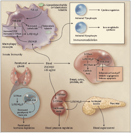 Órganos en los que pueden encontrarse los llamados "efectos extraesqueléticos" de la Vitamina D