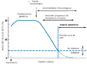 Historia natural de la diabetes mellitus tipo 1, desde el inicio del factor inmunológico hasta la pérdida de la función de las células beta.