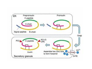 Secreción de insulina