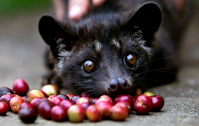 Indonesians Farm Civet Cats To Produce World's Most Valuable Coffee