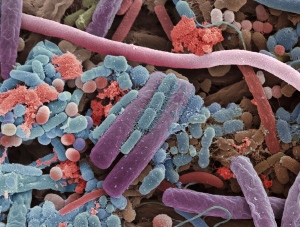 Microbiome