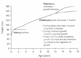 Durante los dos primeros años de vida, la nutrición es la influencia principal en el crecimiento. A partir de entonces y el resto de la niñez, el aumento de talla es regulado principalmente por la hormona de crecimiento. Y finalmente, con la aparición de la pubertad, la hormona de crecimiento y las hormonas sexuales contribuyen a la regulación del crecimiento.