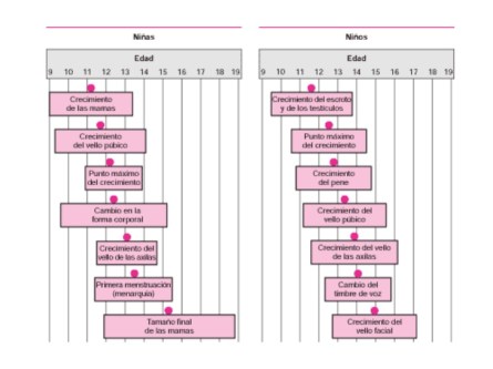 Rangos de edad aproximados en los que presentan los cambios puberales