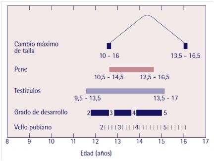 Pubertad niños